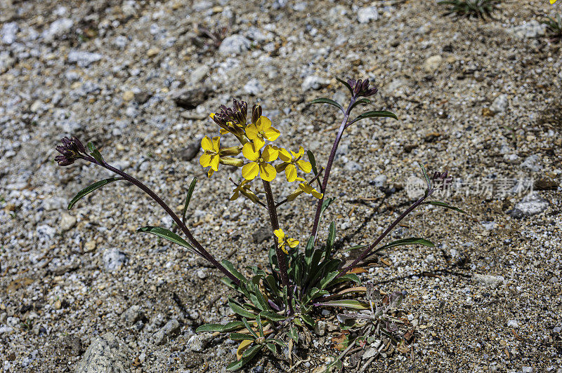 头状Erysimum capitatum是一种墙花，通常被称为沙丘墙花，西部墙花，或草原火箭。头状Erysimum capitatum变种头状。加州约塞米蒂国家公园。